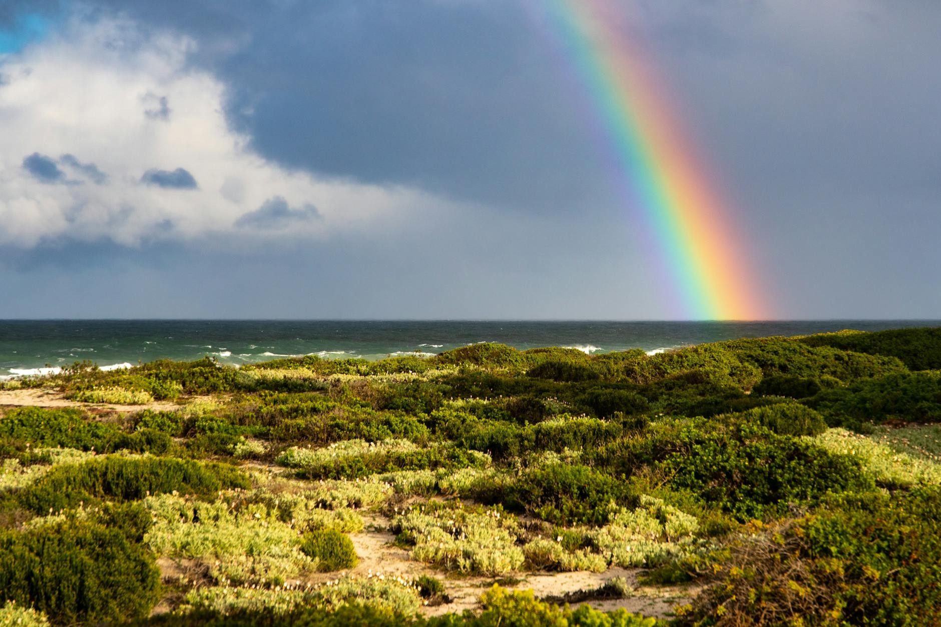 green trees under the rainbow