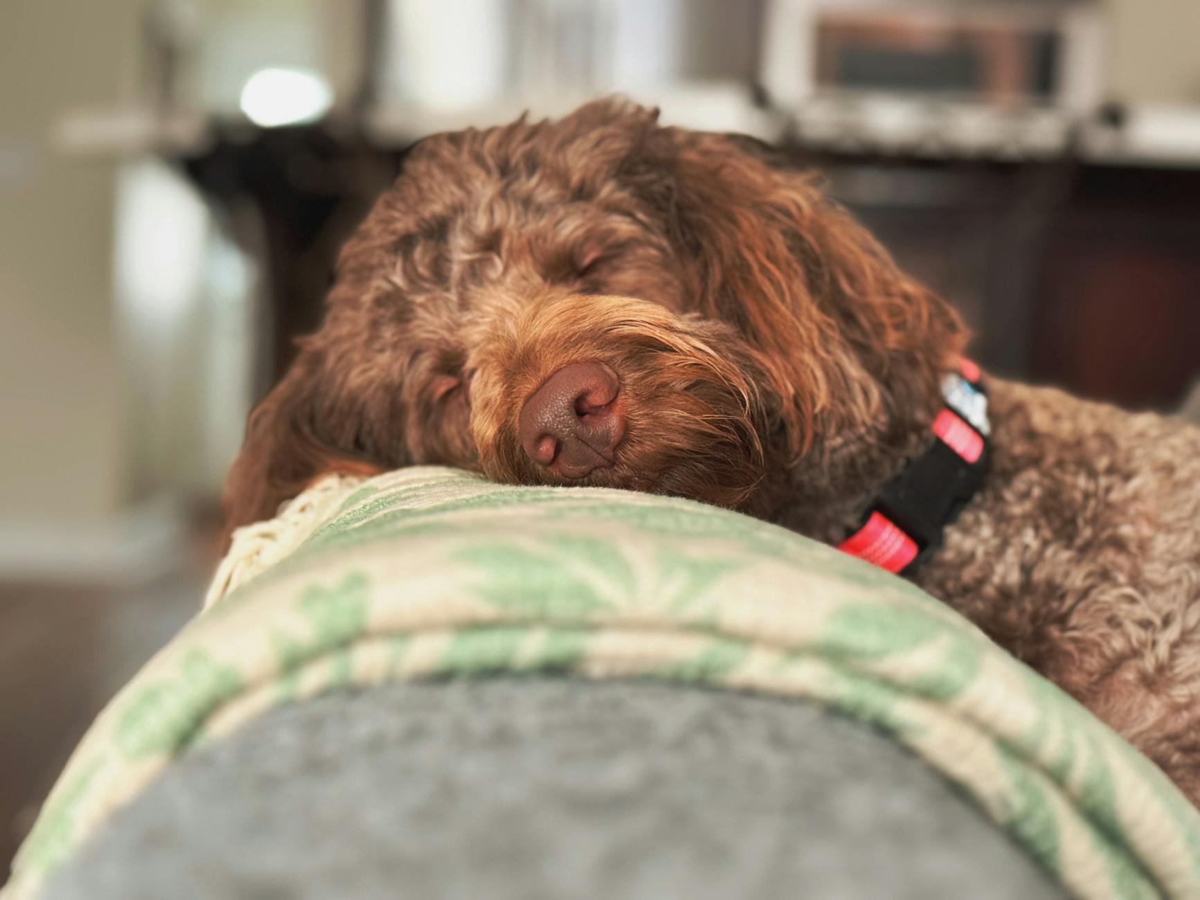 cozy brown labradoodle relaxing at home